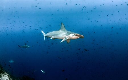 Picture shows a Hammerhead Shark at Cocos Island, Costa Ricaの写真素材