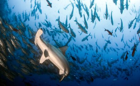 Picture shows a Hammerhead Shark at Cocos Island, Costa Rica