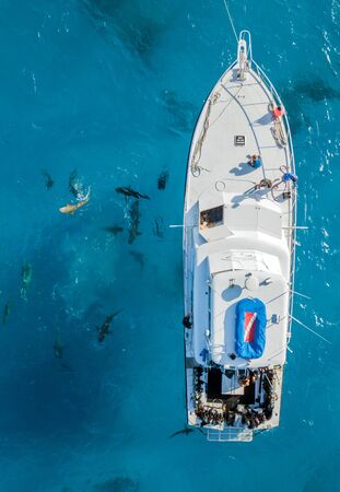 Picture shows a Drone view on sharks at the Bahamas