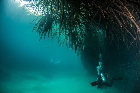 Picture was taken during Scuba diving in the Casa Cenote, Tulum, Mexicoの写真素材