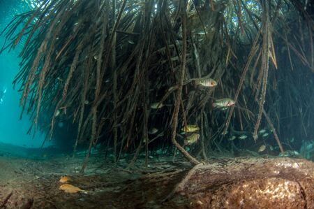 Picture was taken during Scuba diving in the Casa Cenote, Tulum, Mexicoの写真素材