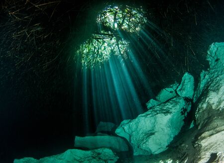 Picture was taken during Scuba diving in the Casa Cenote, Tulum, Mexicoの写真素材