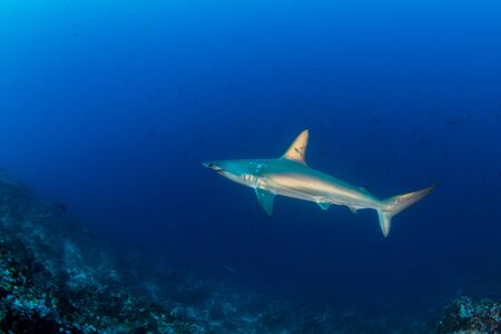 Picture shows a Hammerhead Shark at Cocos Island, Costa Ricaの写真素材
