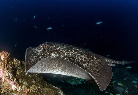 Picture shows a Stingray at Cocos Island