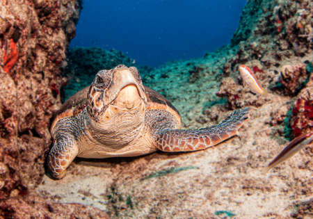 Picture shows a Turtle during a dive at Kas, Turkey