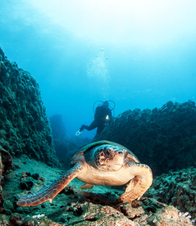 Picture shows a Turtle during a dive at Kas, Turkeyの写真素材