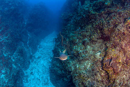 Picture shows a nurse shark during a scuba dive at Belize