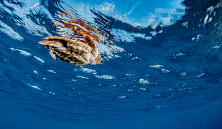 Picture shows a Sea Turtle release at the Bahamas