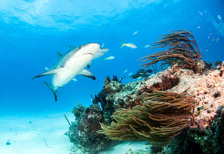 Picture shows a Caribbean reef shark at the Bahamas