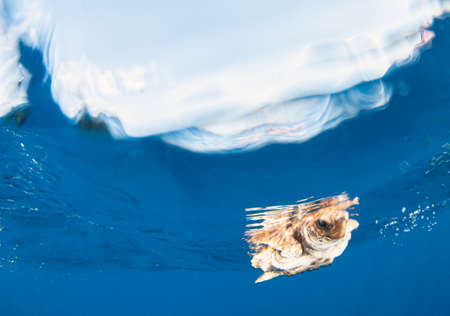 Picture shows a Sea Turtle release at the Bahamas