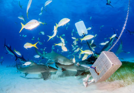 Picture shows a Lemon shark at the Bahamasの写真素材