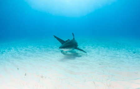 Picture shows a Bull shark at the Bahamas