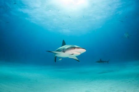 Picture shows a Caribbean reef shark at the Bahamasの写真素材