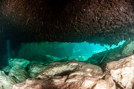 Picture was taken during Scuba diving in the Casa Cenote, Tulum, Mexicoの写真素材