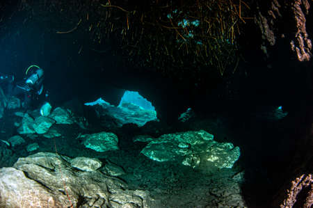 Picture was taken during Scuba diving in the Casa Cenote, Tulum, Mexicoの写真素材