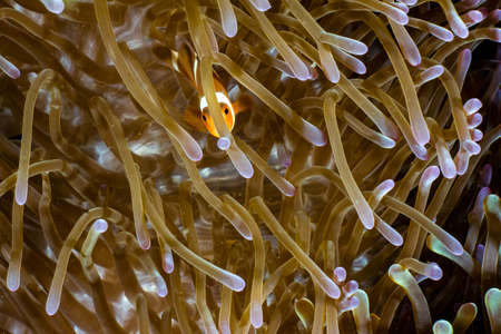 Picture shows a Clown fish in Indonesiaの写真素材