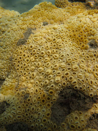 Zoantide Palythoa caribaeorum in Tayrona National Natural Parkの写真素材