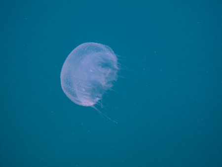 Jellyfish chrysaora lactea in the natural national park Islas del Rosario, Colombia
