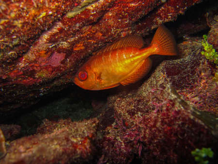 Heteropriacanthus cruentatus fish in Tayrona national natural park