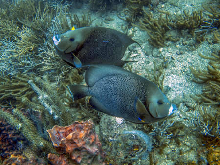 Angelfish Pomacantus arcuatus in Tayrona National Natural Parkの写真素材