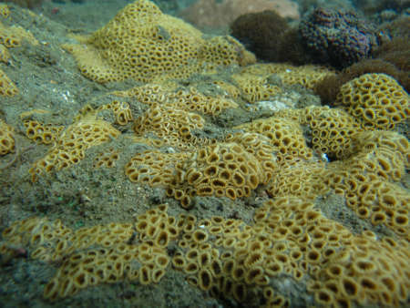 Zoantide Palythoa caribaeorum in Tayrona National Natural Park