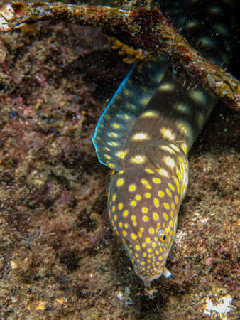 Myrichthys breviceps in the Rosario Islands National Natural Park