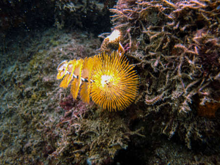 Christmas tree worm Spirobranchus giganteus in Tayrona national natural park