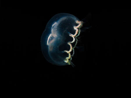 Jellyfish Aurelia aurita in the Rosario Islands natural national parkの写真素材