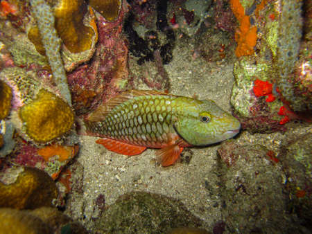 Parrotfish Sparisoma viride in Tayrona National Natural Parkの写真素材