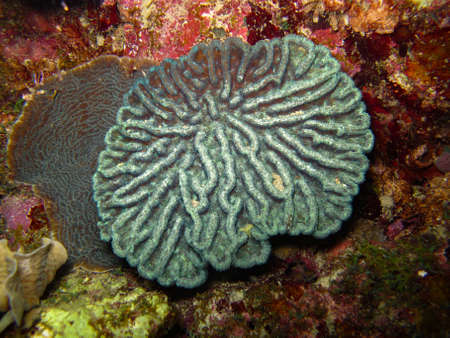 Coral Mycetophyllia danaana in the Rosario Islands National Natural Parkの写真素材