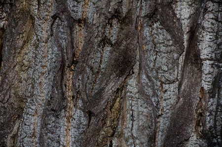 Texture shot of brown tree bark, filling the frame