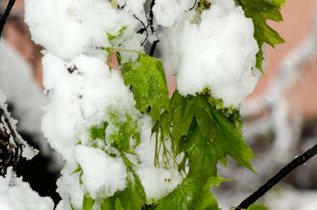 Tenderness snow-covered green tree buds. Creepy snowfall in April 2017 in Dnipro, Ukraine.の写真素材