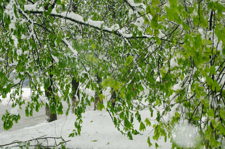 Incredible winter landscape in the spring after Easter. Creepy snowfall in April 2017 in Dnipro, Ukraine.の写真素材