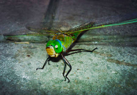 Lone dragonfly at a stone background.Big dragonfly closeup the wildlife