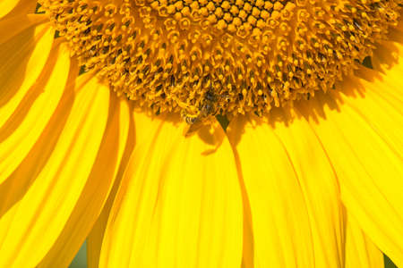 Honey bee collecting pollen on a sunflower