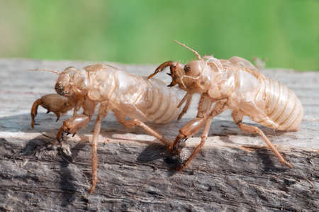 Shed skin of a Cicadaの写真素材
