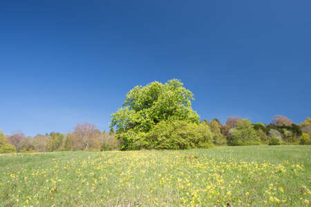 Horse -Chestnut tree with cowslipsの写真素材