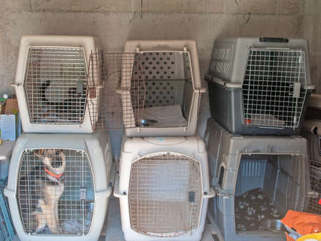 Captured stray dogs in cages