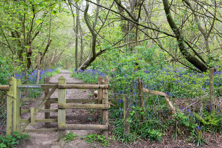 Wooden gate and fence leading to a forest pathの写真素材