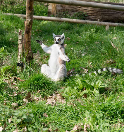 Lemur sitting on the ground catching some sun