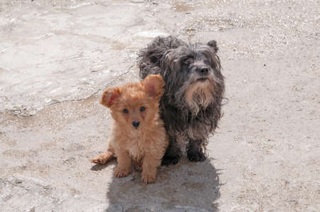 Cute puppy with its mother