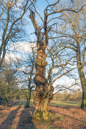 Old gnarled Tree