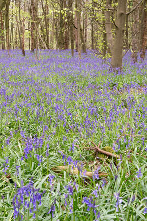 Bluebells covering a forest floorの写真素材