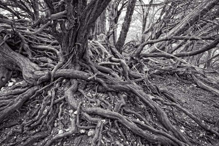 Black and White image of old twisted and gnarled tree rootsの写真素材