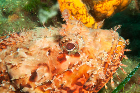 Close up of a Scorpian Fish