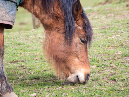 Close up of a Pony grazing in a fieldの写真素材