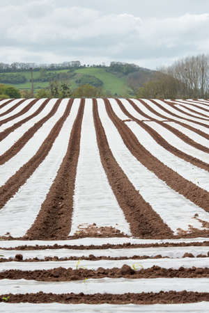 A field covered with Polytunnels to help protect the crops on a farmの写真素材