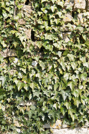 Close up of an old stone wall covered with Ivyの写真素材