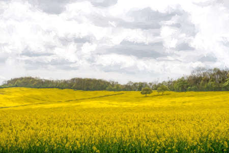 Two Trees in a Rapeseed Fieldの写真素材