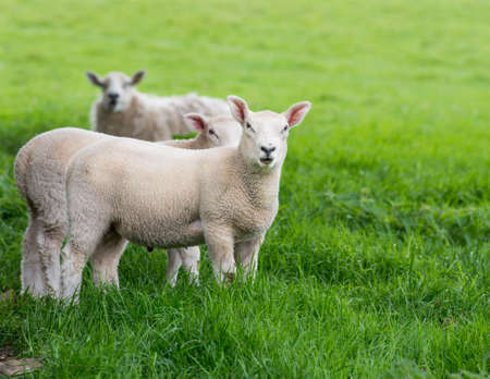 Young Lamb looking at the camera with its mouth partialy openの写真素材
